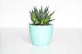 Mini Vaso Suculento (Conjunto 3un)